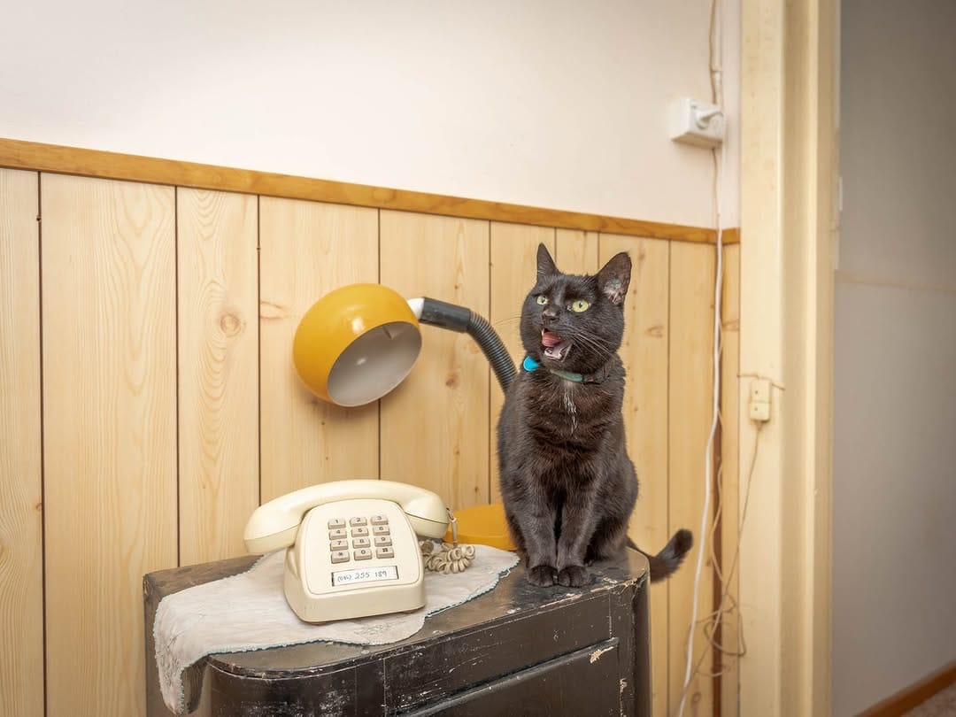 Post 9 by Willow the travelling cat on Instagram (image)