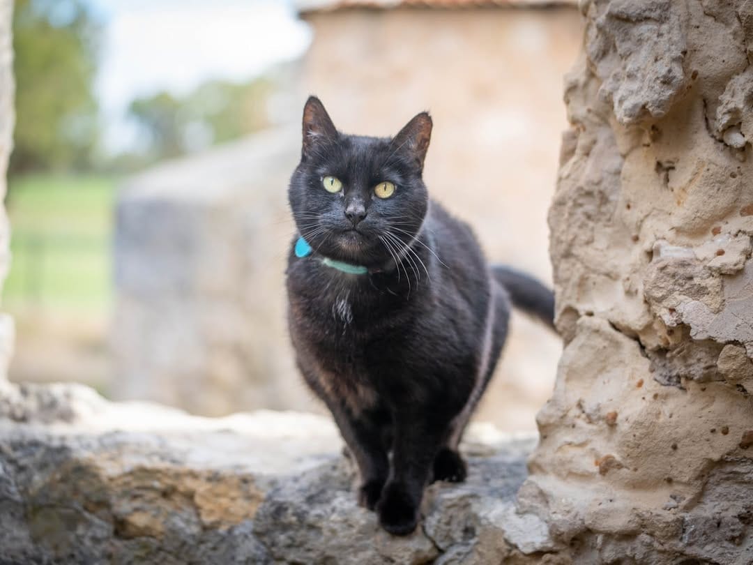 Post 10 by Willow the travelling cat on Instagram (image)