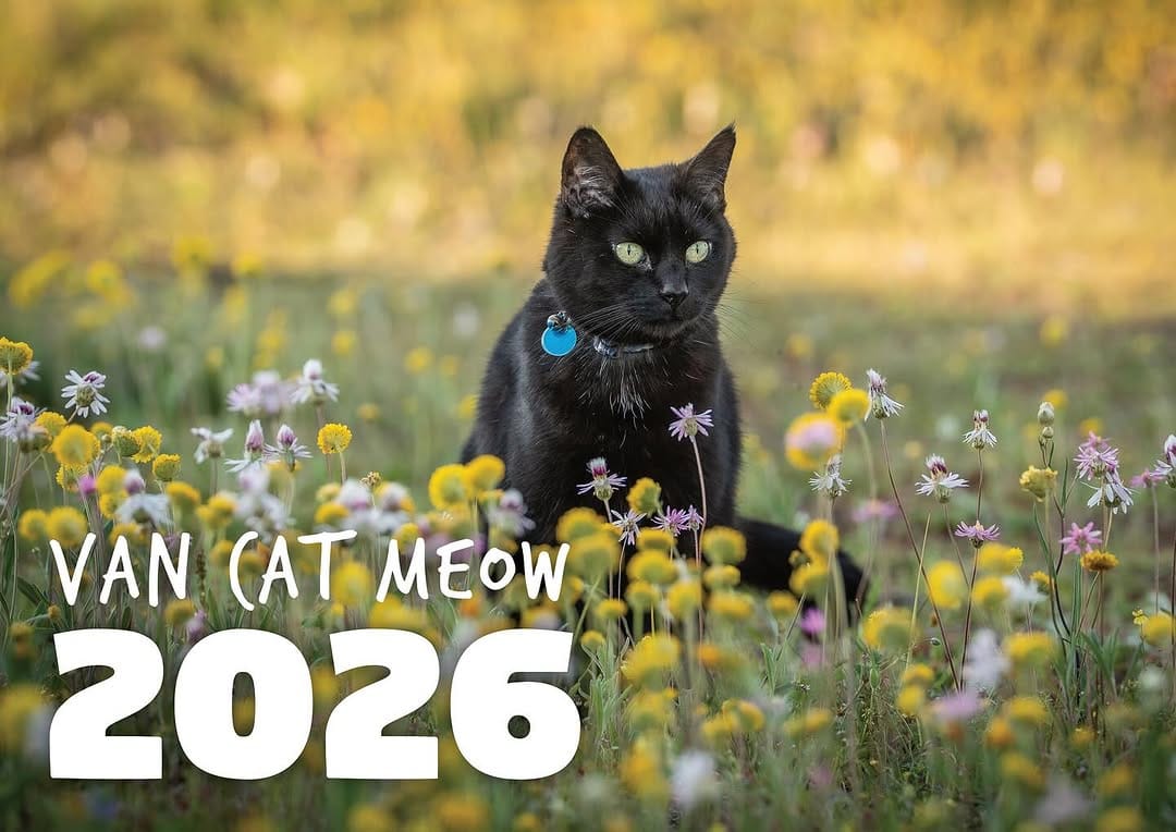 Post 1 by Willow the travelling cat on Instagram (image)