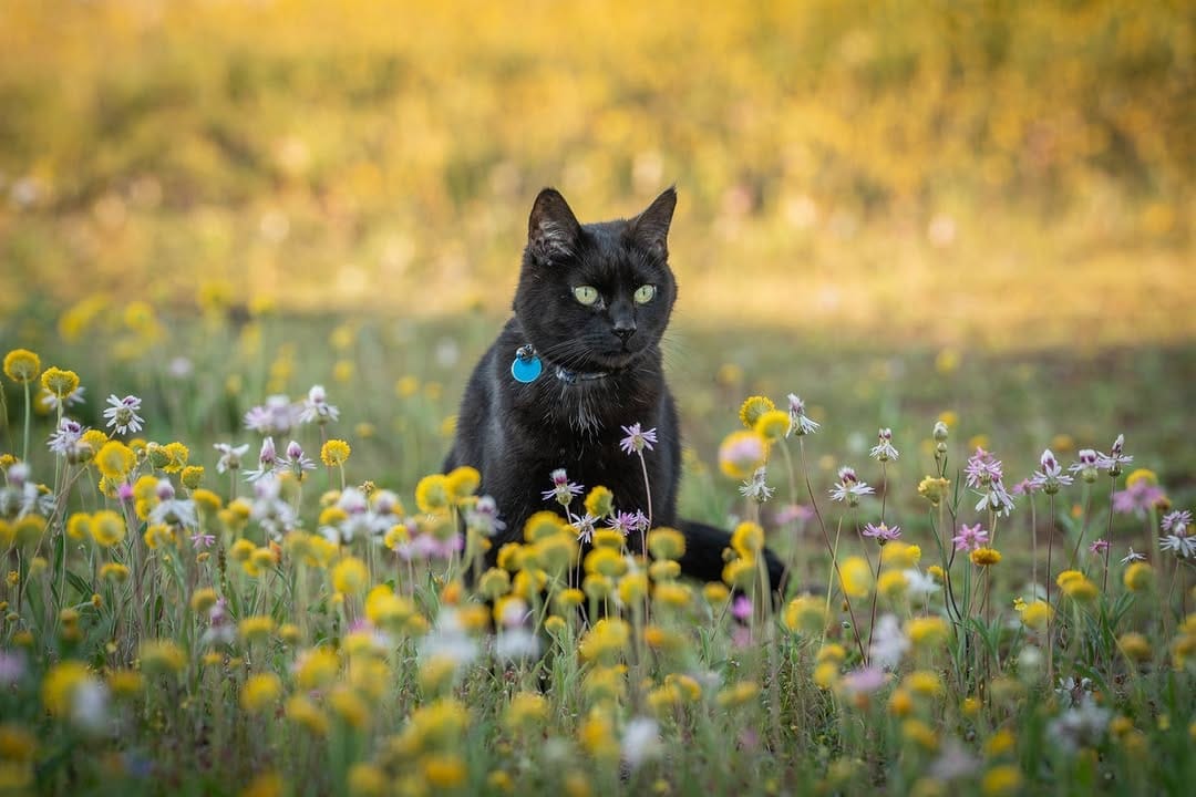 Post 8 by Willow the travelling cat on Instagram (image)