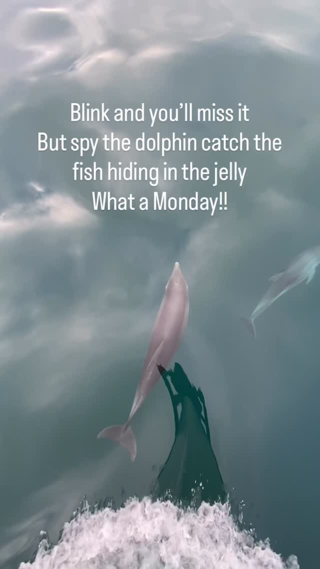 Post 1 by Polperro Dolphin Swims on Instagram (video)
