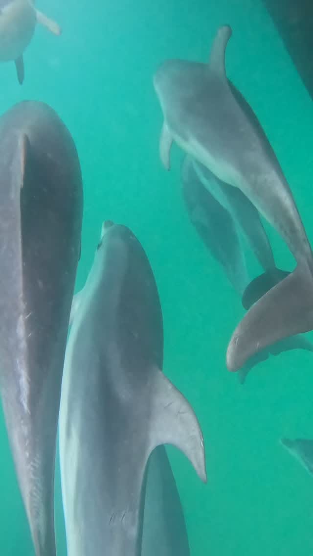 Post 5 by Polperro Dolphin Swims on Instagram (video)