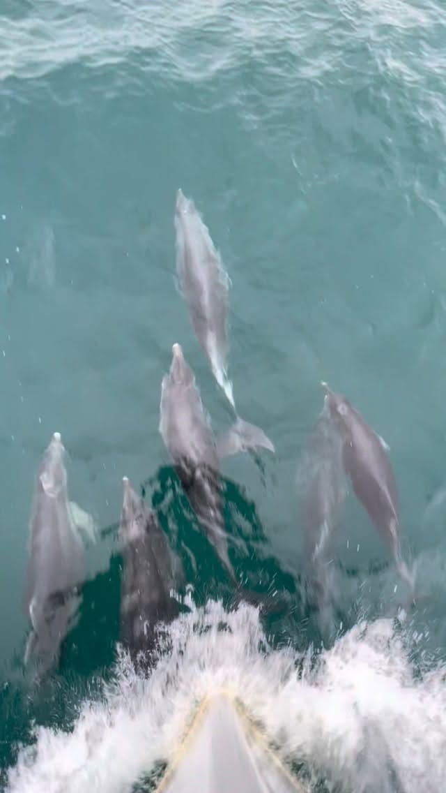 Post 4 by Polperro Dolphin Swims on Instagram (video)