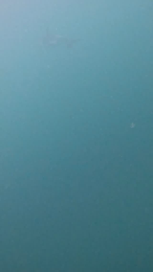 Post 8 by Polperro Dolphin Swims on Instagram (video)