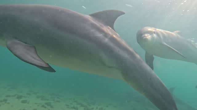 Post 2 by Polperro Dolphin Swims on Instagram (video)