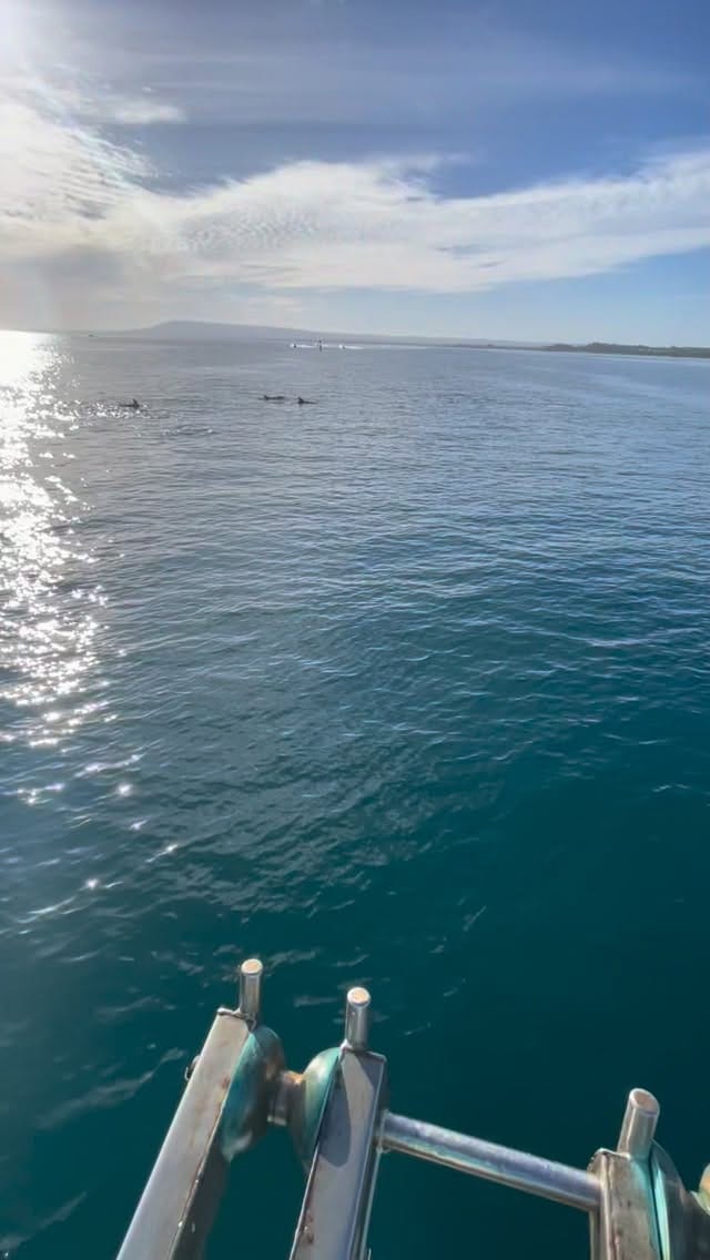 Post 7 by Polperro Dolphin Swims on Instagram (video)