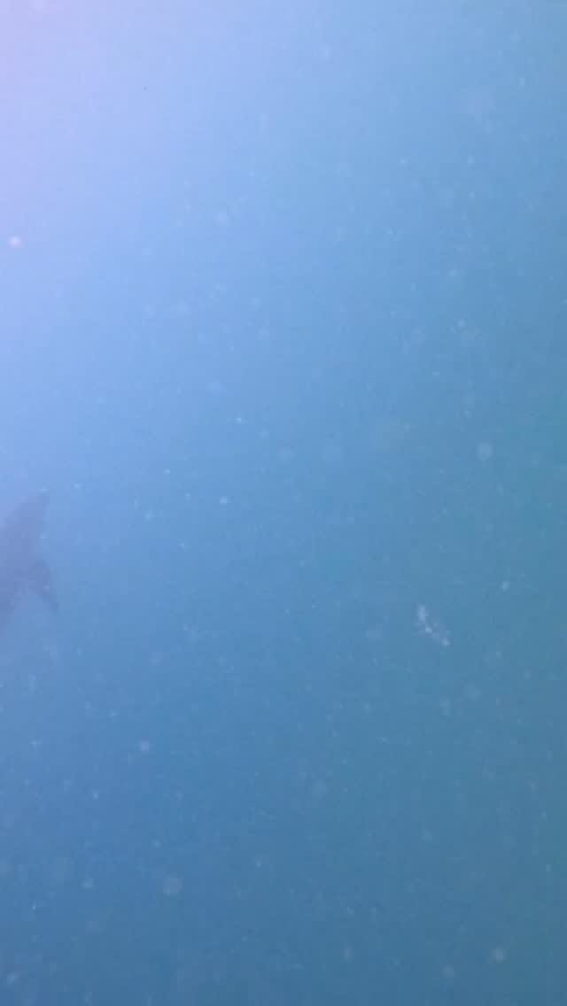 Post 9 by Polperro Dolphin Swims on Instagram (video)
