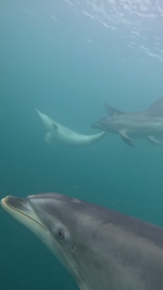 Post 3 by Polperro Dolphin Swims on Instagram (video)