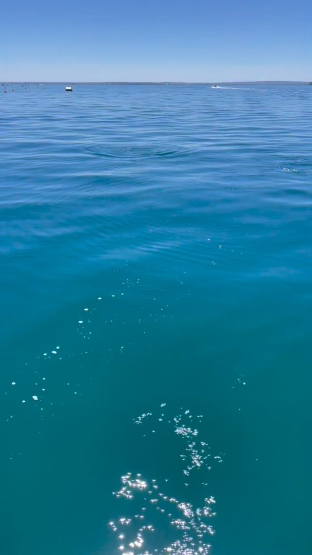 Post 10 by Polperro Dolphin Swims on Instagram (video)