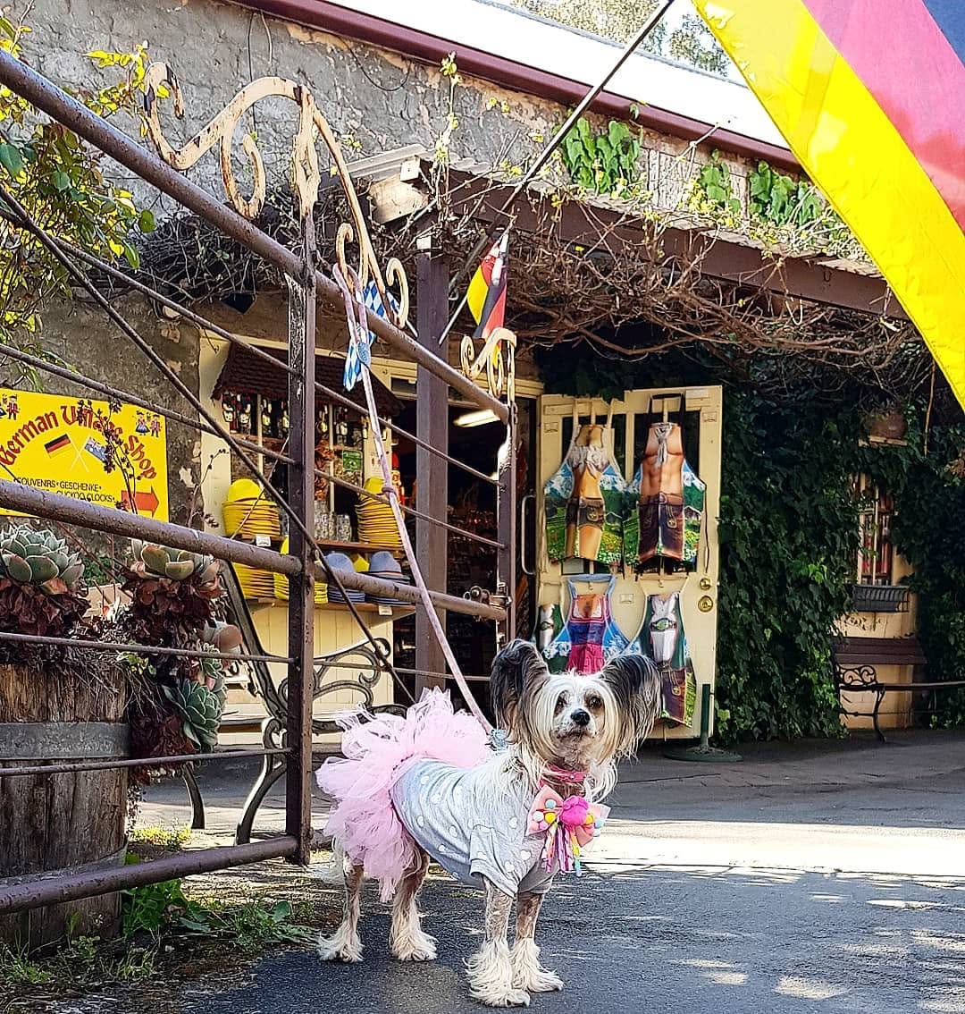 Post 2 by Tofu Ang on Instagram (image)