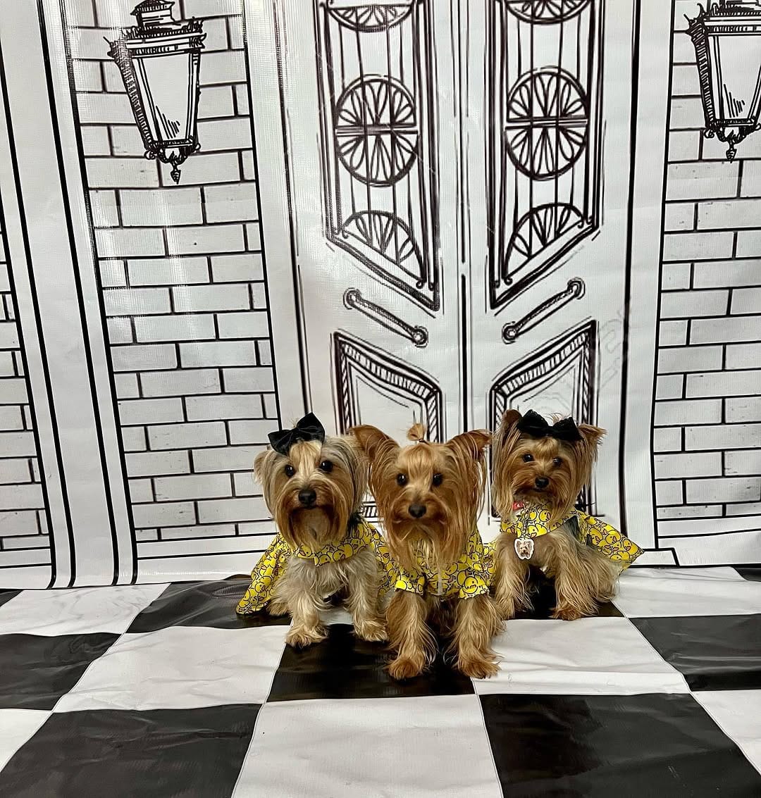 Post 1 by Chelsea & Baileys on Instagram (carousel)