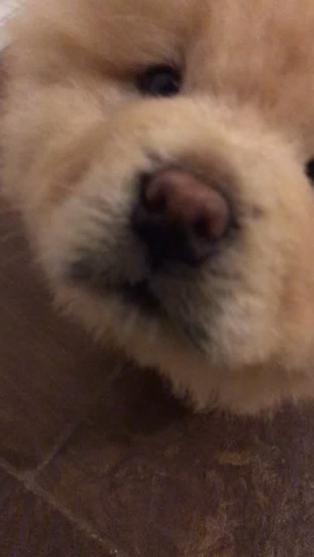 Post 5 by Donut The Chow on Instagram (video)