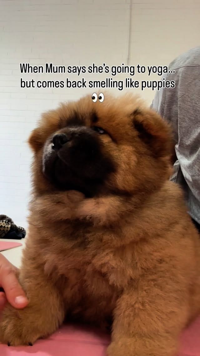 Post 4 by Donut The Chow on Instagram (video)