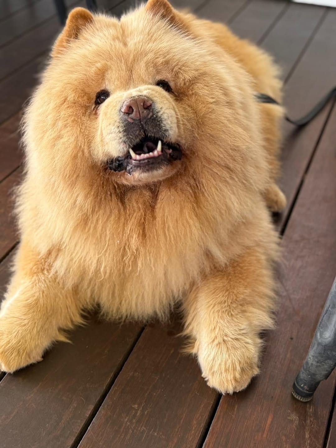 Post 1 by Donut The Chow on Instagram (carousel)
