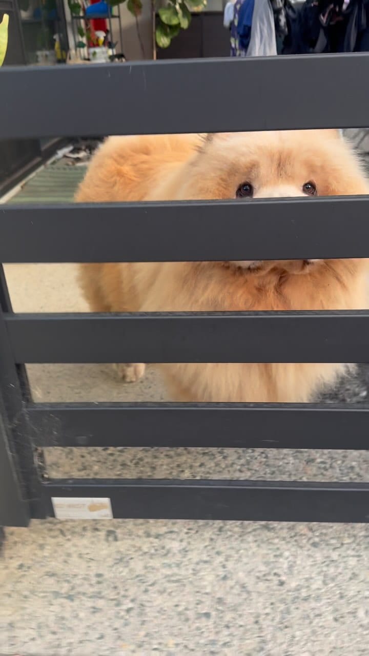 Post 10 by Donut The Chow on Instagram (video)