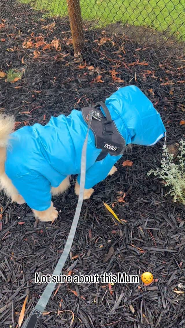 Post 9 by Donut The Chow on Instagram (video)