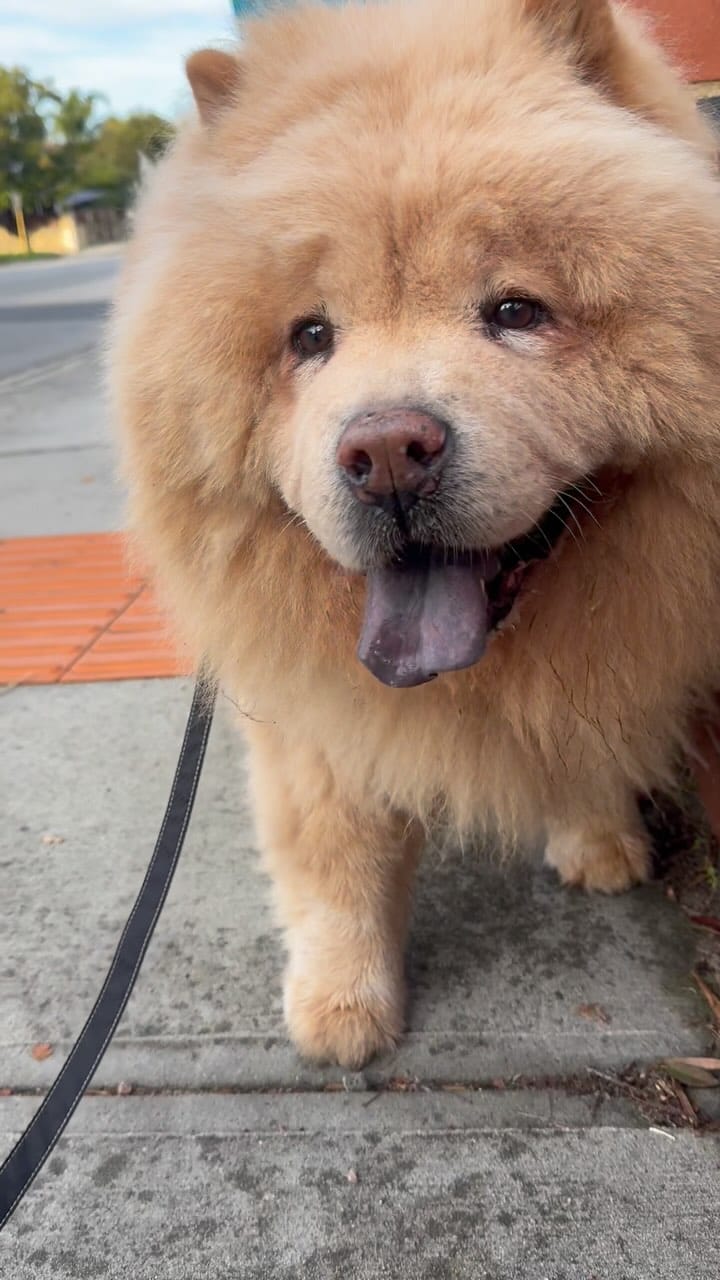 Post 7 by Donut The Chow on Instagram (video)