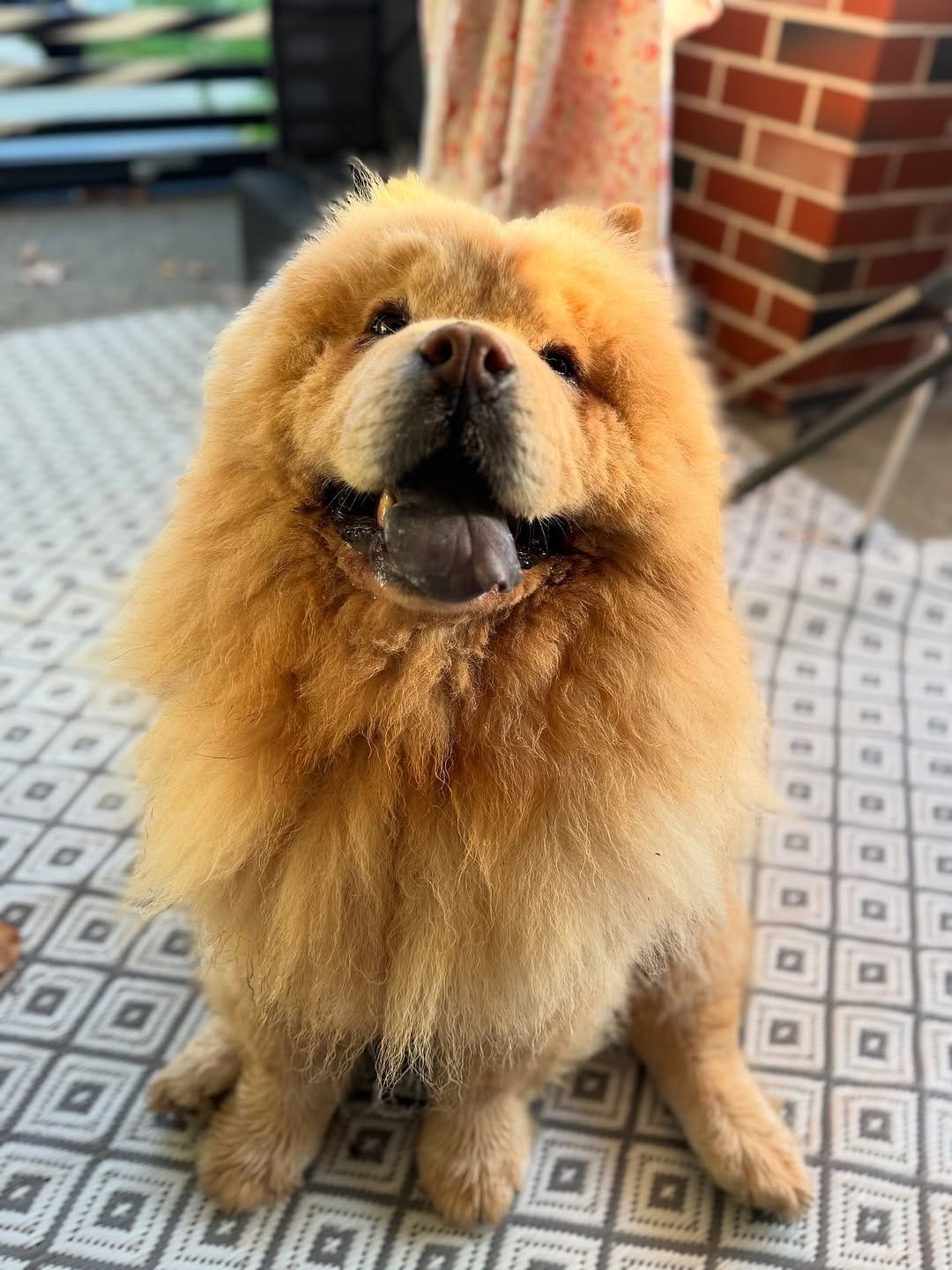 Post 8 by Donut The Chow on Instagram (carousel)