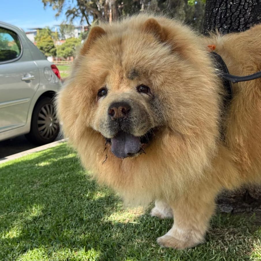 Post 3 by Donut The Chow on Instagram (image)