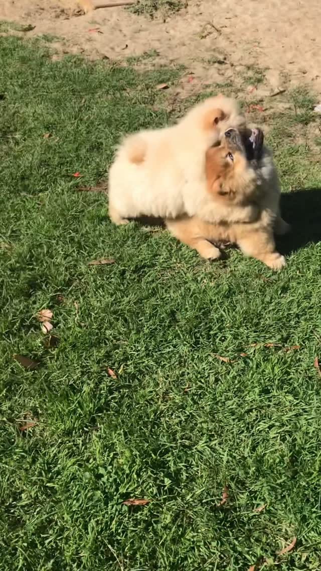 Post 6 by Donut The Chow on Instagram (video)