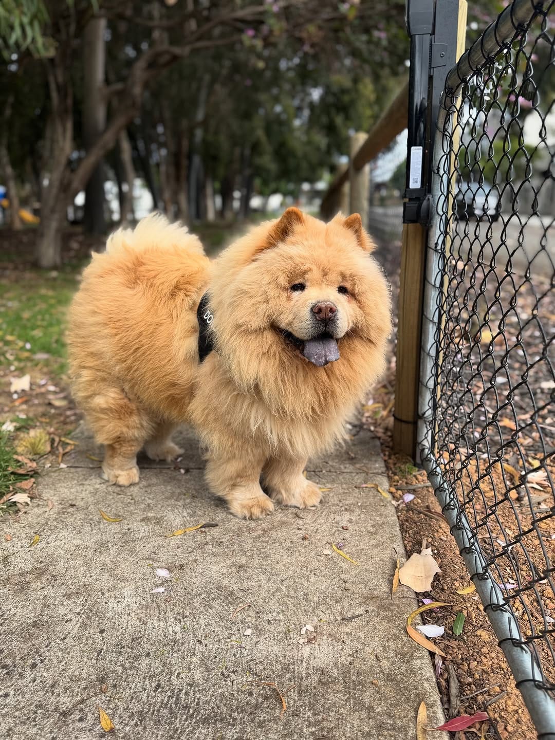 Post 2 by Donut The Chow on Instagram (carousel)