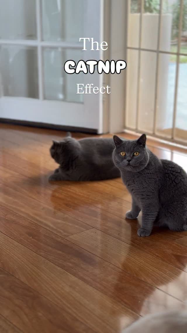 Post 1 by Leafy Paw | Home of Pet-friendly plants on Instagram (video)