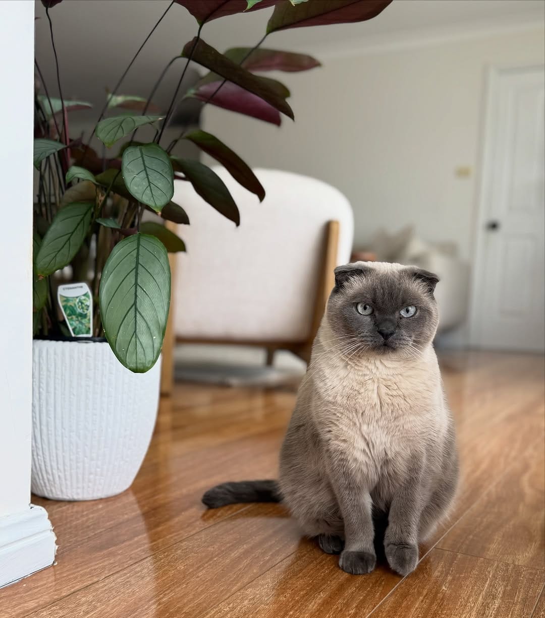 Post 2 by Leafy Paw | Home of Pet-friendly plants on Instagram (carousel)