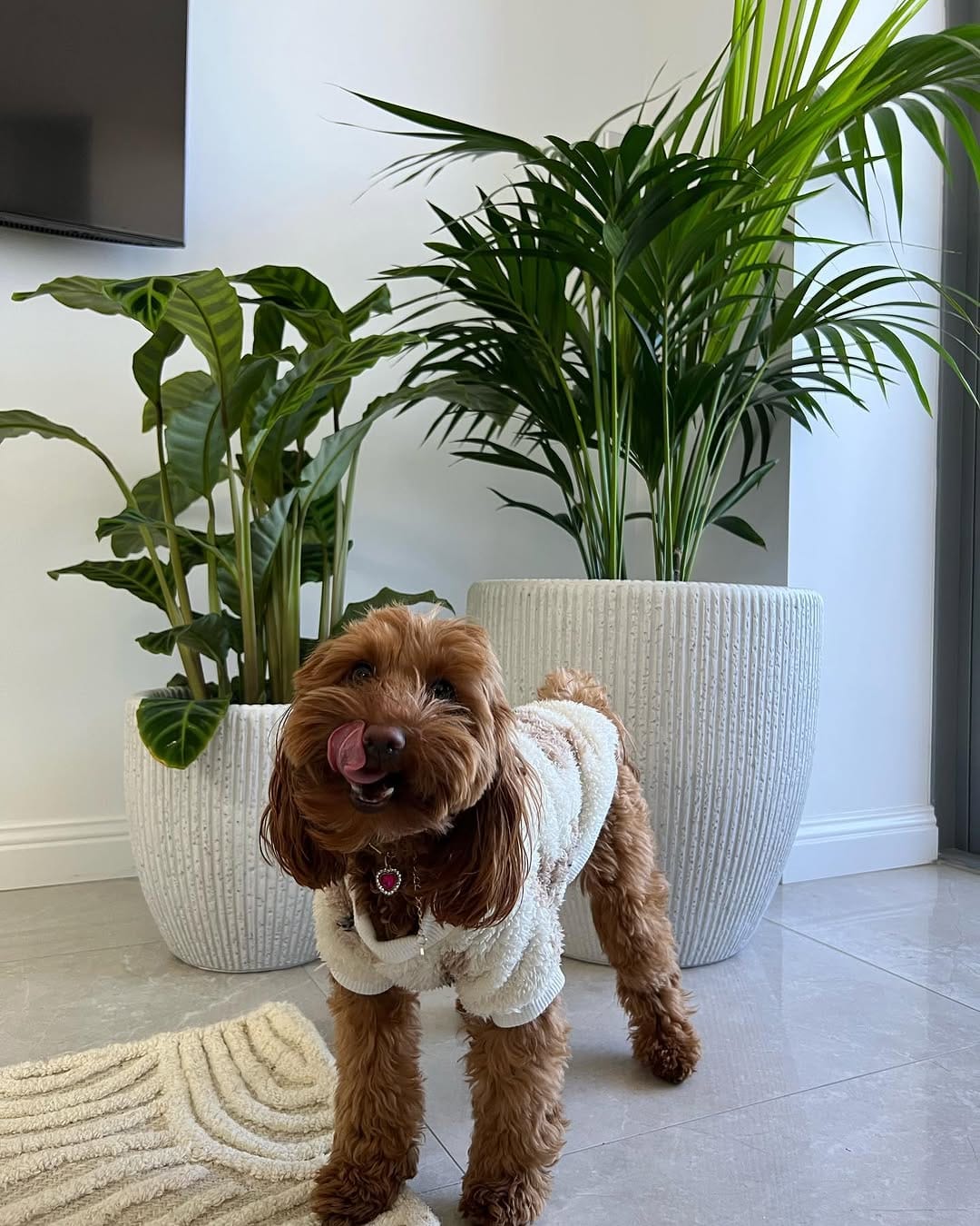 Post 10 by Leafy Paw | Home of Pet-friendly plants on Instagram (carousel)