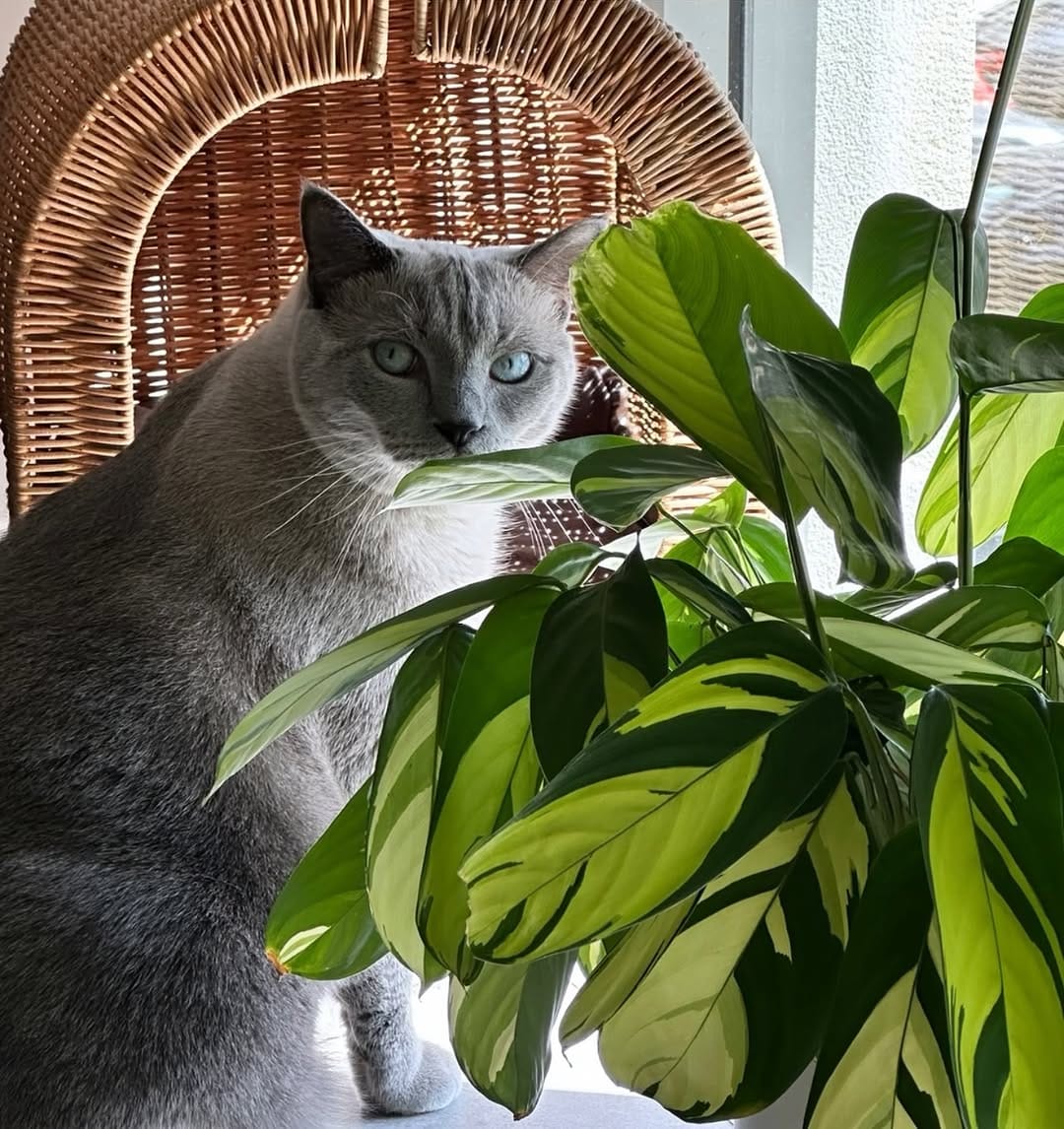 Post 3 by Leafy Paw | Home of Pet-friendly plants on Instagram (image)