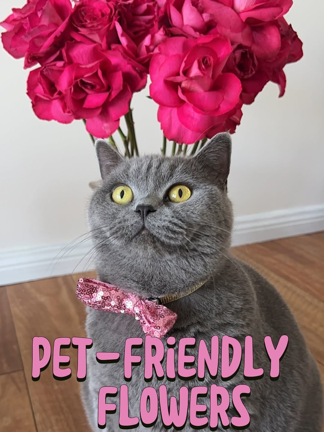 Post 5 by Leafy Paw | Home of Pet-friendly plants on Instagram (carousel)