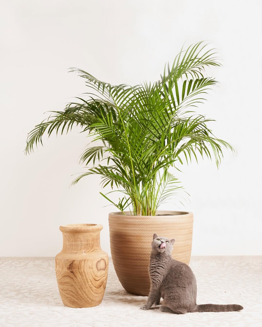 Post 8 by Leafy Paw | Home of Pet-friendly plants on Instagram (image)