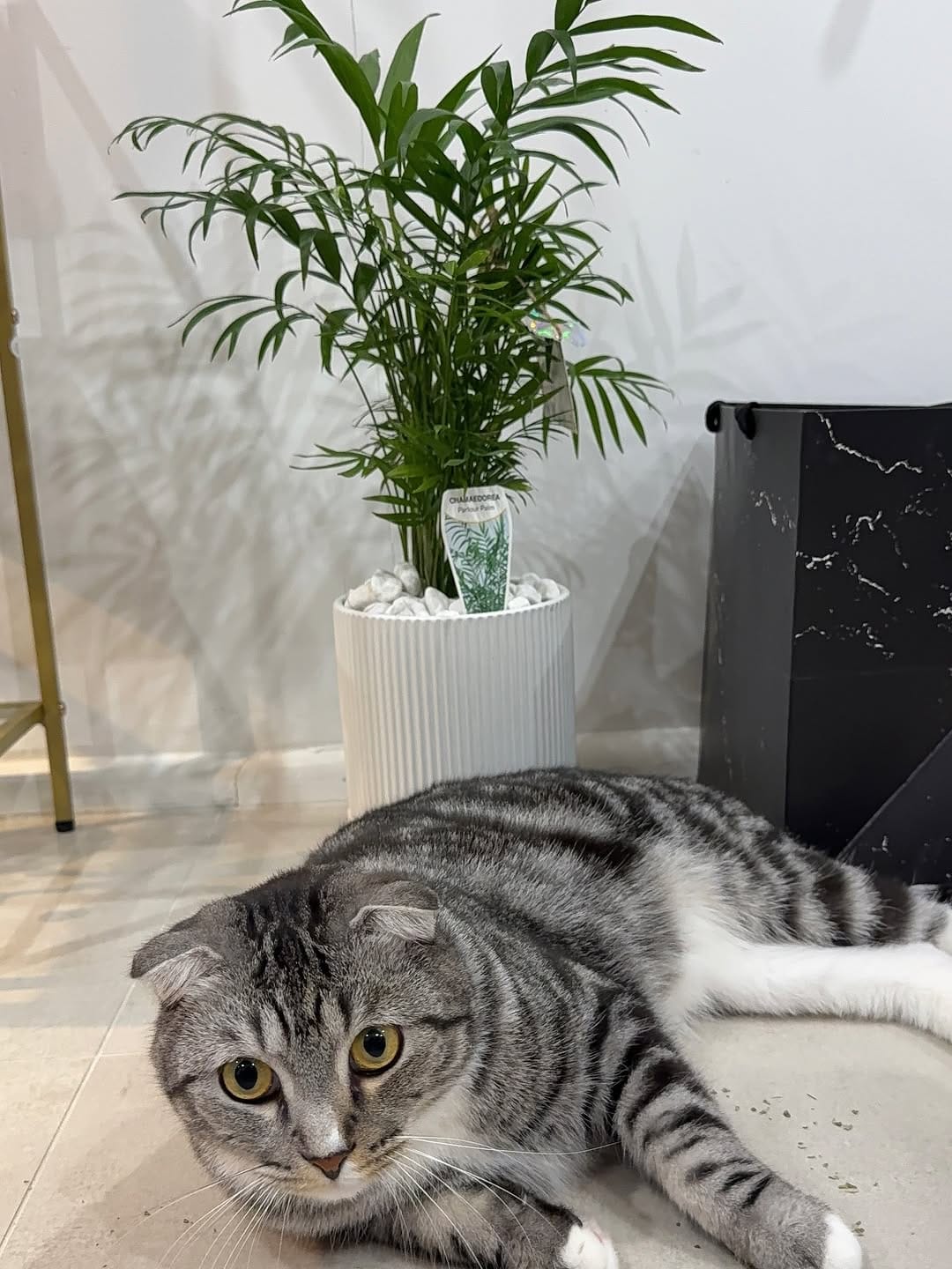 Post 6 by Leafy Paw | Home of Pet-friendly plants on Instagram (carousel)