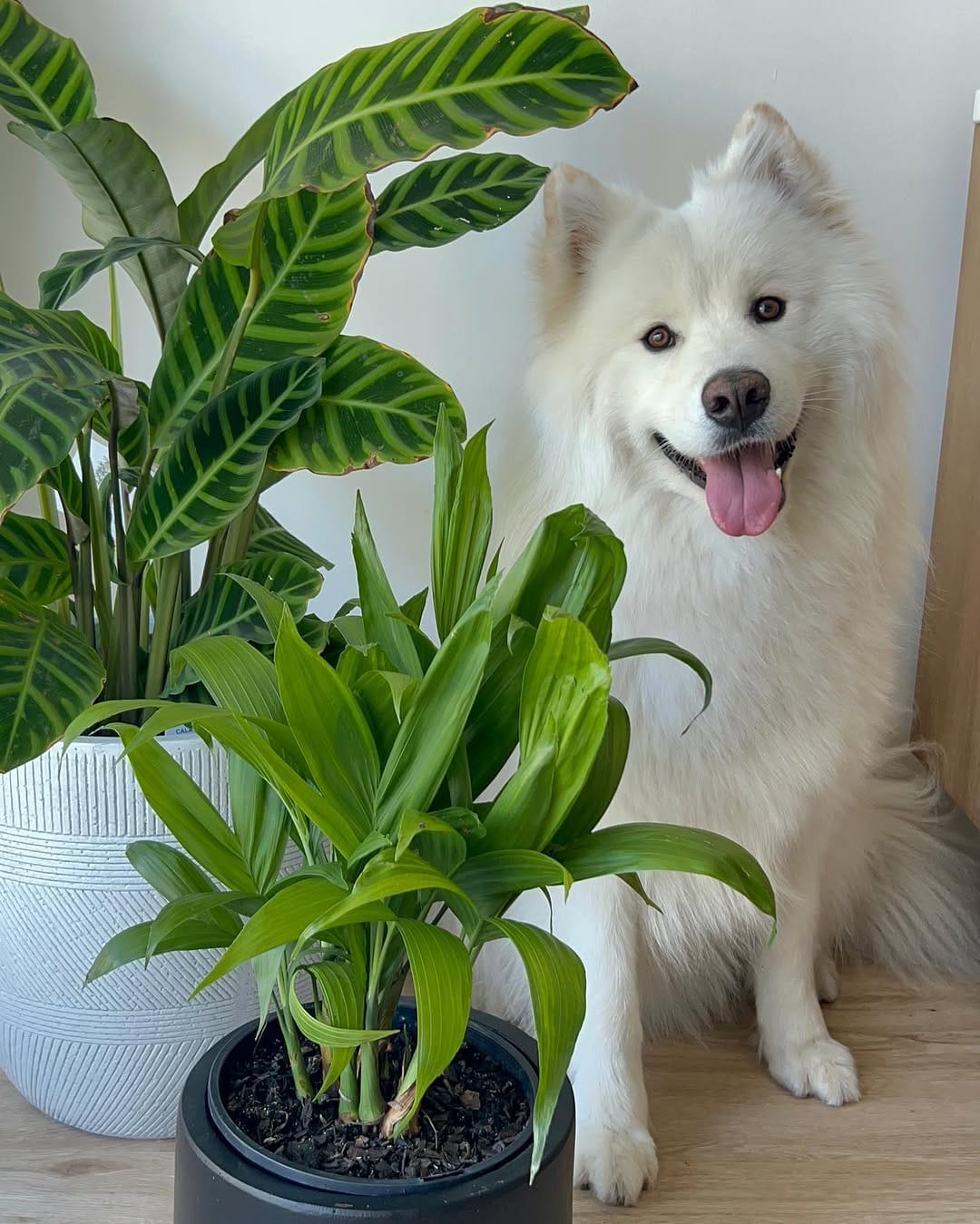 Post 9 by Leafy Paw | Home of Pet-friendly plants on Instagram (carousel)