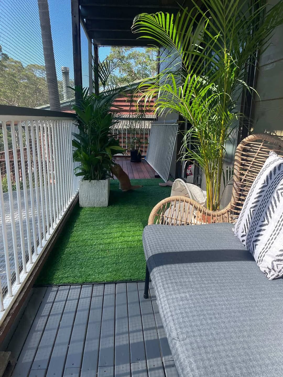Post 7 by Leafy Paw | Home of Pet-friendly plants on Instagram (carousel)