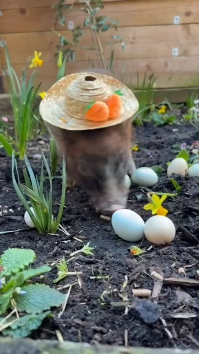 Post 10 by Rosie stubbs (stubby pigs) on Instagram (video)