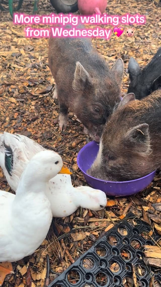 Post 1 by Rosie stubbs (stubby pigs) on Instagram (video)