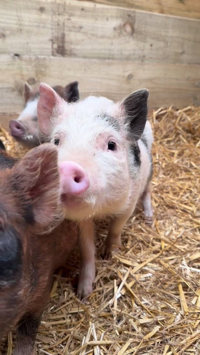 Post 5 by Rosie stubbs (stubby pigs) on Instagram (video)