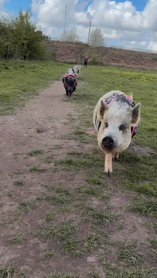 Post 6 by Rosie stubbs (stubby pigs) on Instagram (video)