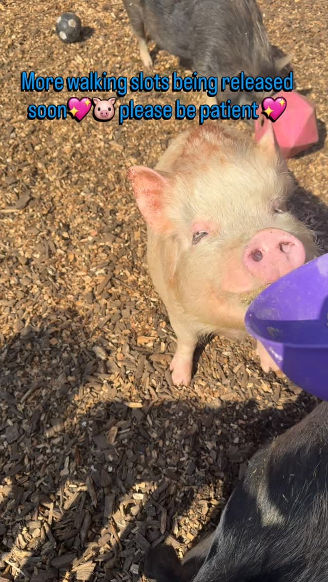 Post 4 by Rosie stubbs (stubby pigs) on Instagram (video)