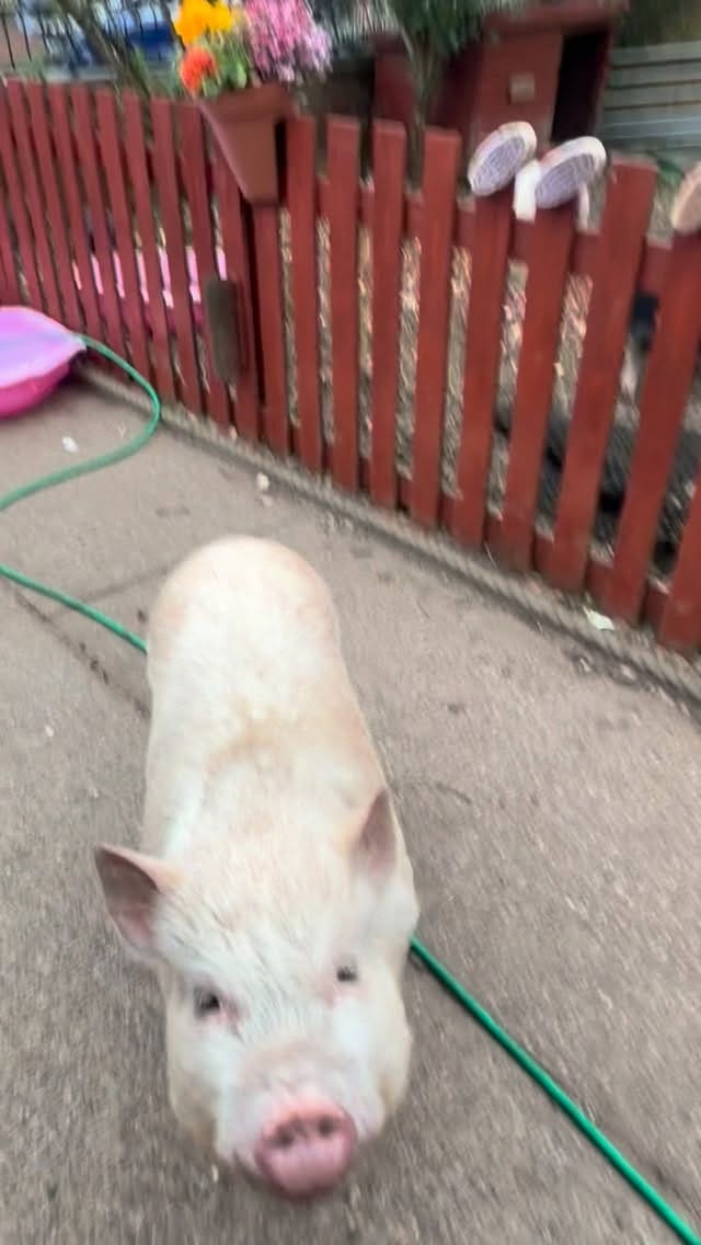 Post 8 by Rosie stubbs (stubby pigs) on Instagram (video)