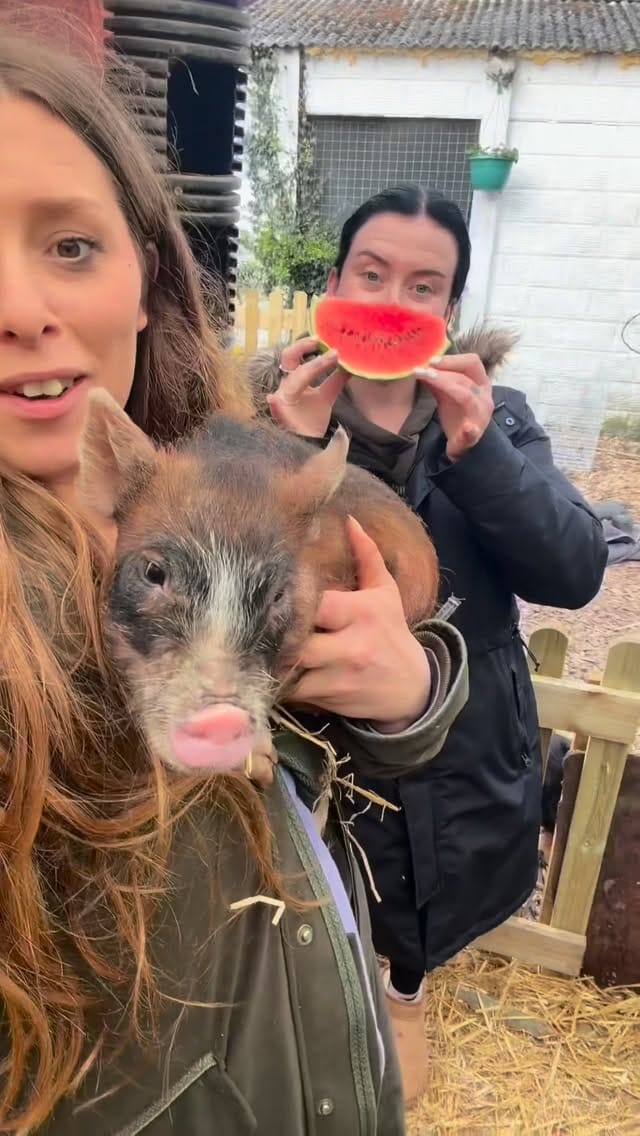 Post 9 by Rosie stubbs (stubby pigs) on Instagram (video)