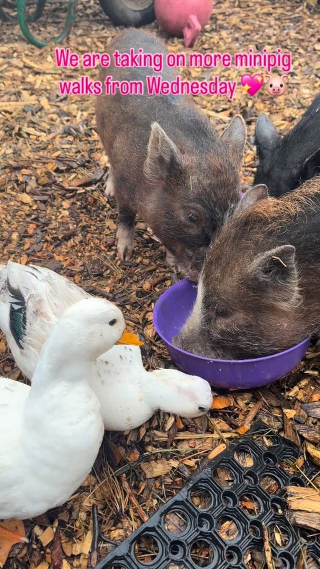 Post 2 by Rosie stubbs (stubby pigs) on Instagram (video)