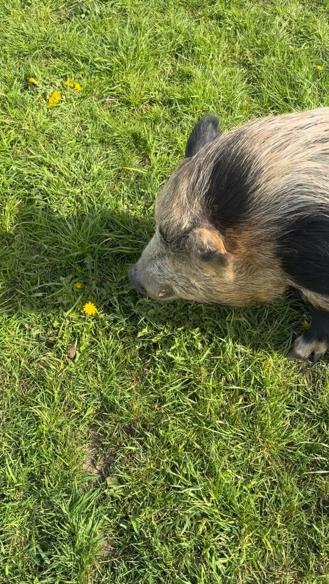 Post 3 by Rosie stubbs (stubby pigs) on Instagram (video)