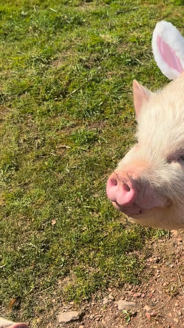 Post 7 by Rosie stubbs (stubby pigs) on Instagram (video)