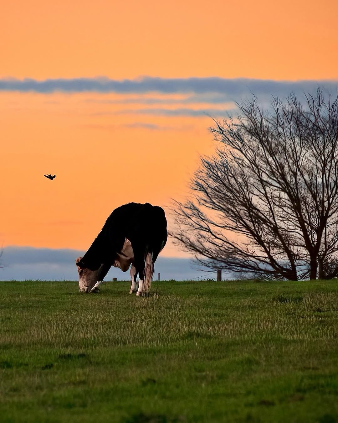 Post 8 by Lachlan Swan on Instagram (image)