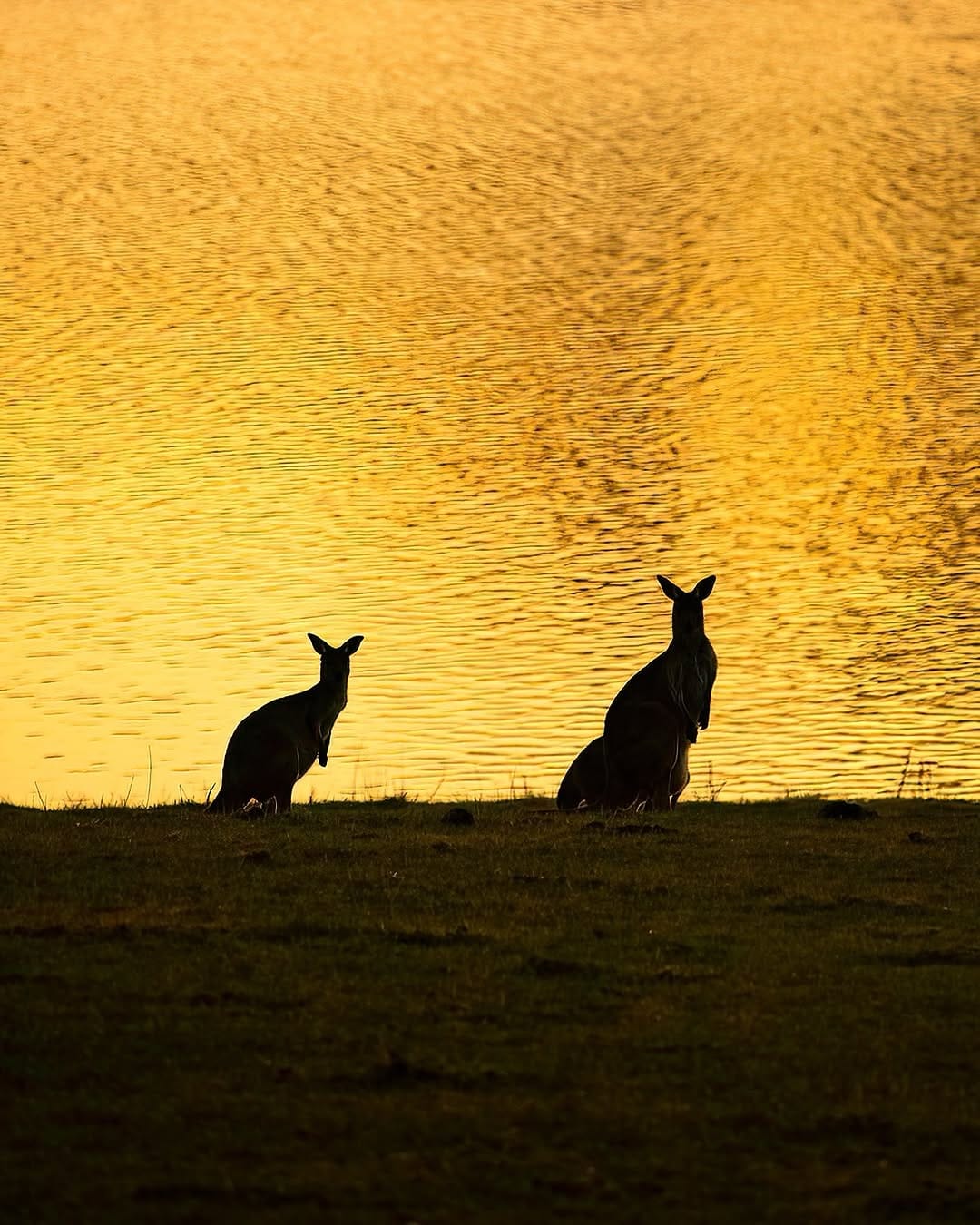 Post 7 by Lachlan Swan on Instagram (image)