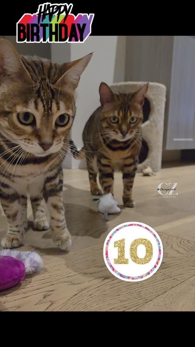 Post 7 by Cleo Zara on Instagram (video)