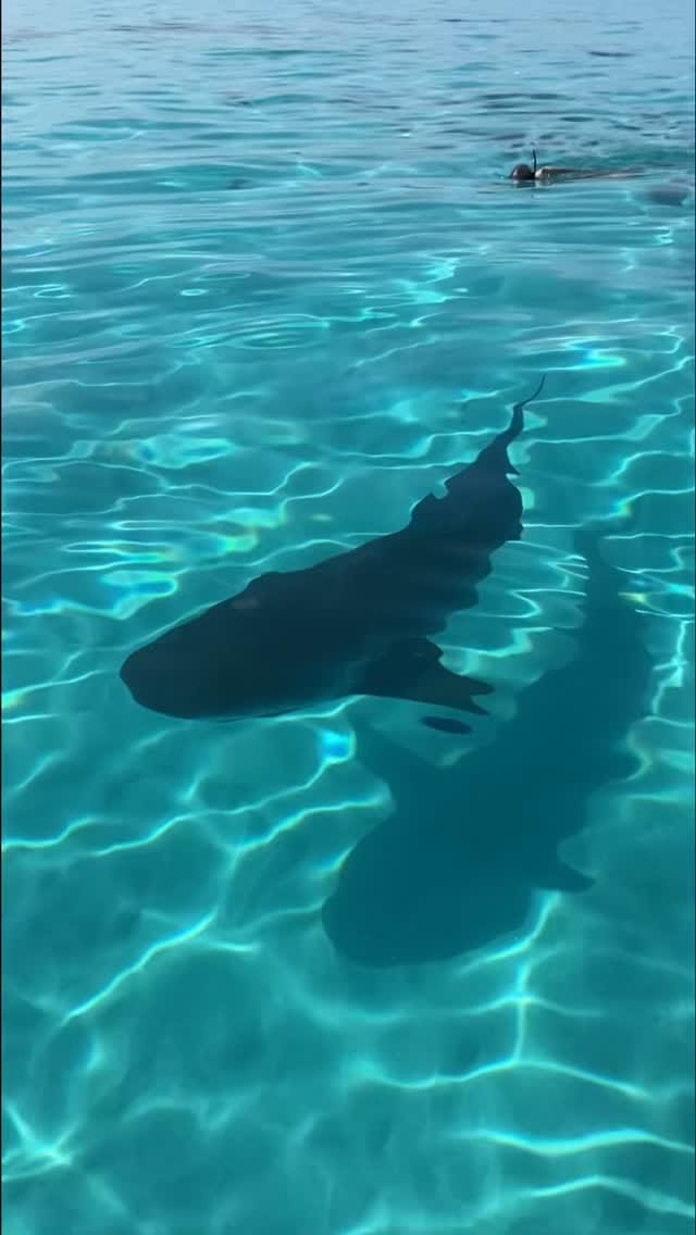 Post 9 by Coco Moreno Madrid on Instagram (video)