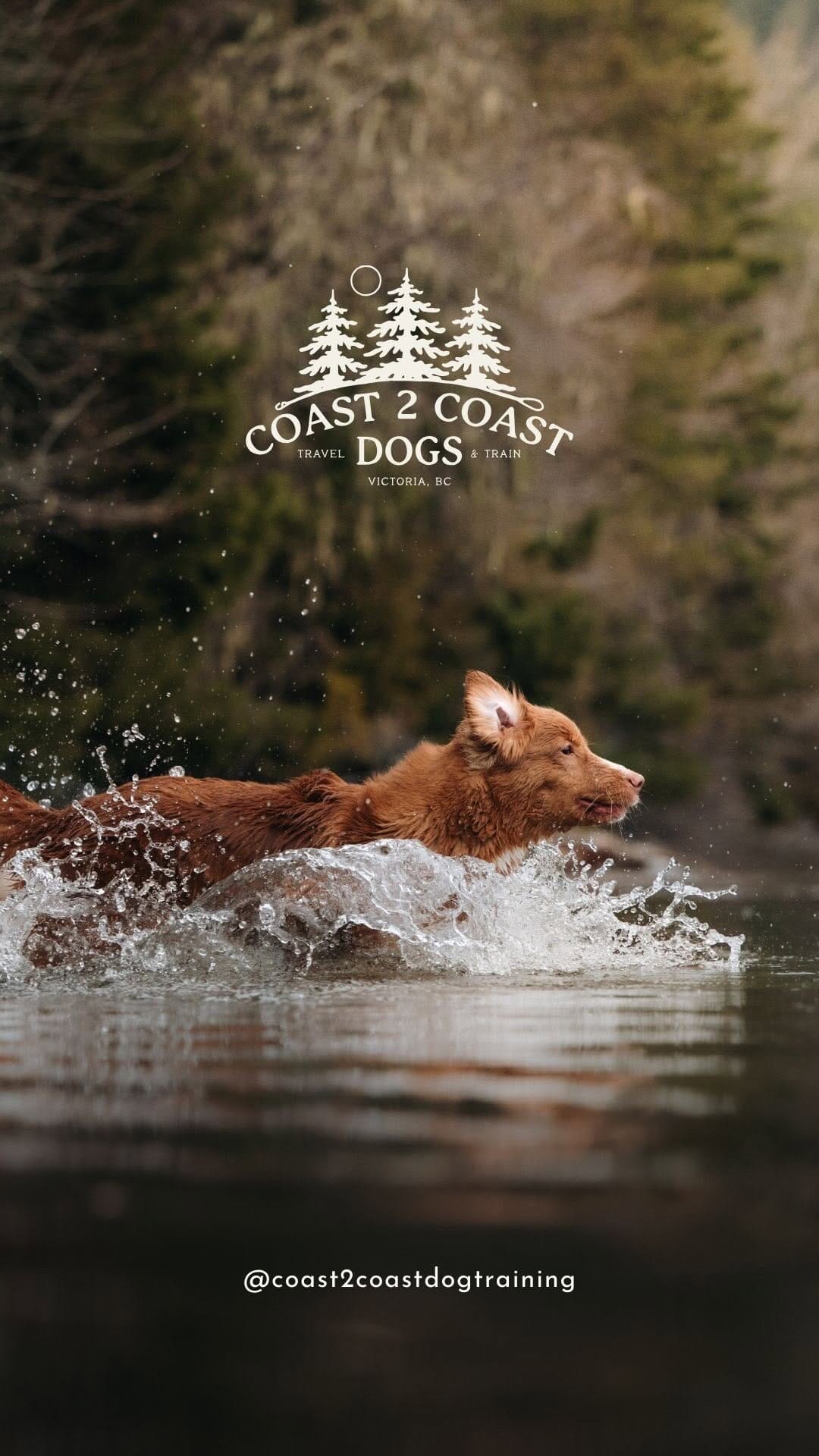 Post 2 by Coast 2 Coast Dog Training on Instagram (video)