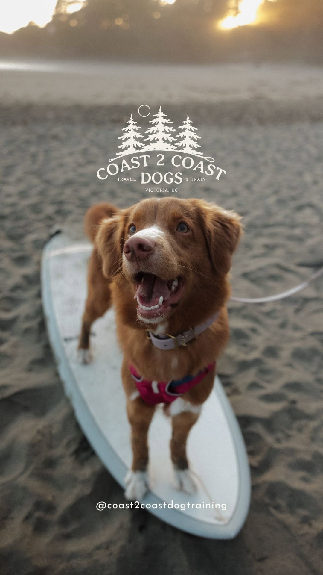 Post 4 by Coast 2 Coast Dog Training on Instagram (video)